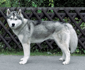 シベリアン・ハスキー