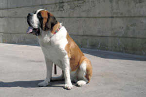 セント・バーナード