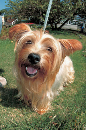 ヨークシャー・テリア