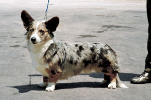 ウェルシュ・コーギー・カーディガン