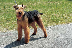 ウェルシュ・テリア