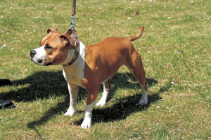 アメリカン・スタッフォードシャー・テリア