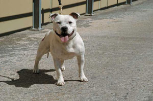 スタッフォードシャー・ブル・テリア