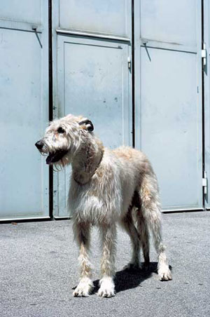 アイリッシュ・ウルフハウンド