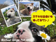 マイケル子犬直販